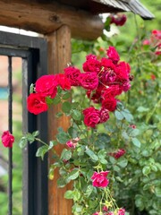 Close-Up of a Red Rose Bloom - Capturing the Delicate Beauty of a Crimson Flower