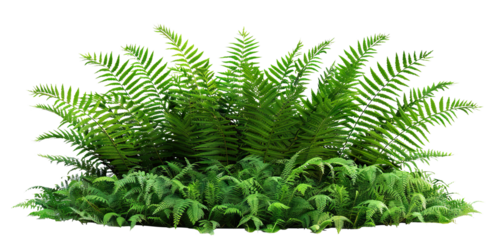 Lush green fern plant cut out