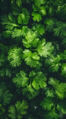 Fototapeta premium Lush green cilantro leaves, vibrant and full of life