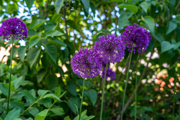 Decorative allium bows. Onion inflorescences are spherical. Purple lilac onion flowers.