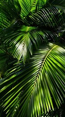Close-up of palm leaves in sunlight