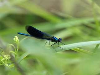 blue dragonfly on a green leaf, dragonfly on a green leaf, damselfy, dragon fly