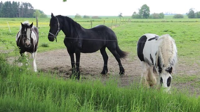Horses graze in a pasture near a farm.

