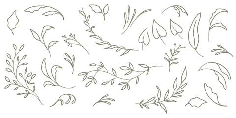 Set of branches and leaves. Hand drawn vector botanical elements.