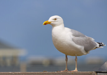 seagull on the pier, seagull on the beach, close up gull, white bird