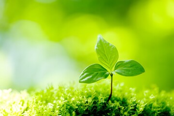 Background of plant sprouts on moss, symbol of environmental protection, eco-friendliness, greenery, and clean.