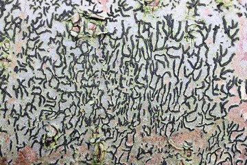 Graphis scripta, commonly known as script lichen or secret writing lichen