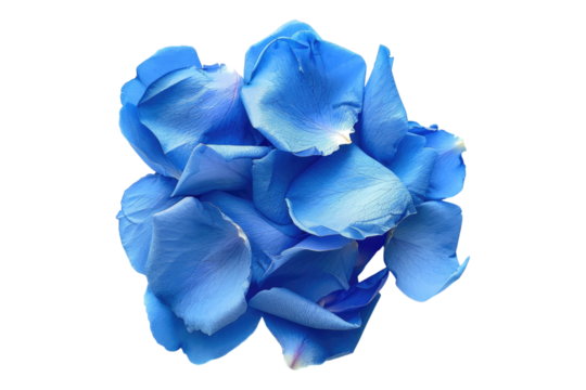 Blue rose petals isolated on transparent background