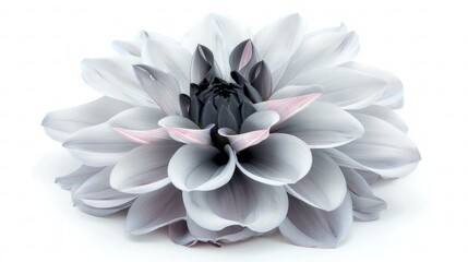 Fototapeta premium A pale grey Dahlia with charcoal tips and a touch of soft pink, meticulously isolated on a white background for a sophisticated look.