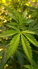 Fototapeta premium Close-up of a vibrant green cannabis leaf