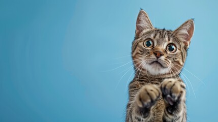 Fototapeta premium The adorable kitten pawing