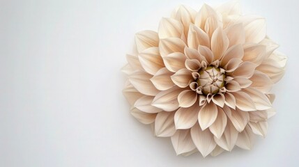 A soft beige Dahlia with mocha tips and delicate touches of ivory, cleanly presented on a white background for a neutral, elegant appearance.