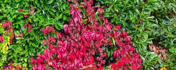 Fall leafs texture background, green and red