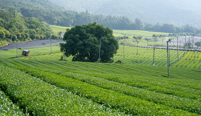 강진 월출산 아래 푸른 녹차밭 풍경