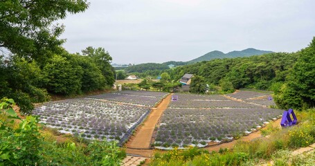 고창 청농원의 라벤더 농장 풍경