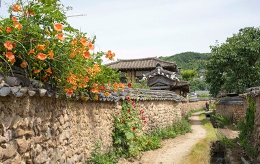 오랜지색 능소화가 핀 전통 한옥마을 골목길