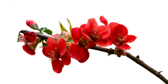 빨간 명자나무꽃 png파일