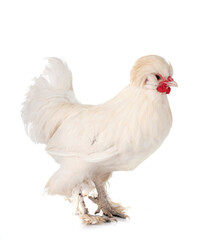 sultan chicken in studio