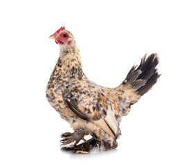 sabelpoot chicken in studio