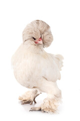 sultan chicken in studio