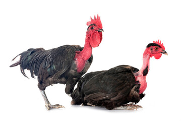 bantam Naked Neck chicken in studio