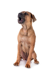 Obraz premium puppy cane corso