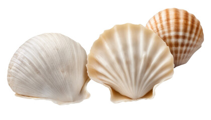 Close up of three beautiful seashells displaying various patterns and textures isolate on transparent background, cutout, png