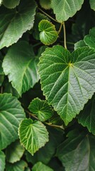 Vibrant green leaves close-up displaying intricate veins and textures