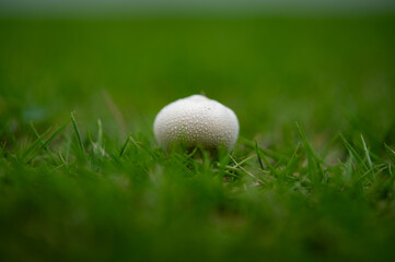 Close-up of small fungus of common puffball on the lawn.