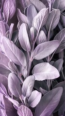 Close-up of soft, lavender sage leaves