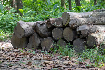 Fototapeta premium Chopped and stacked wood pieces in the forest.