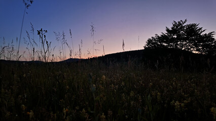 Summertime mountain fields landscape with flowers.