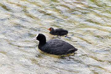 Gewöhnliche Blässhühner auf einem See- Mutter und Tochter