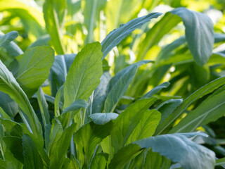 京都の冬の菜園のミブナ