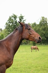 Obraz premium a brown horse stands on a meadow in the Czech republic