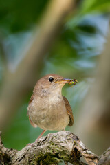  Common nightingale or rufous nightingale or simply nightingale (Luscinia megarhynchos) holding an insect while perched on a branch.

