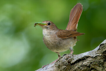Common nightingale or rufous nightingale or simply nightingale (Luscinia megarhynchos) holding an insect while perched on a branch.