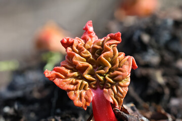 Rhubarb, new leaves in early spring