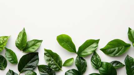 Green leaves of the plant border the empty space on a white background.