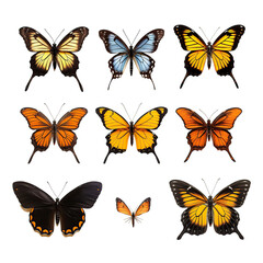 Obraz premium Set of a butterfly, isolated on white or transparent background cutout.