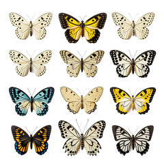 Set of a butterfly, isolated on white or transparent background cutout.