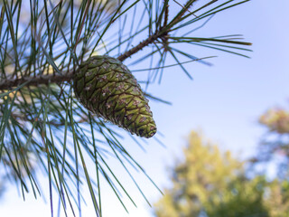 Close-up of fresh green pine cone growing on tree branch 