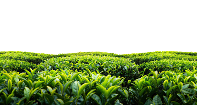 Picturesque tea plantation, cut out