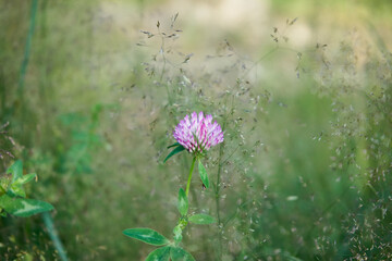 koniczyna, Trifolium pratense L. © Marcin Łazarczyk