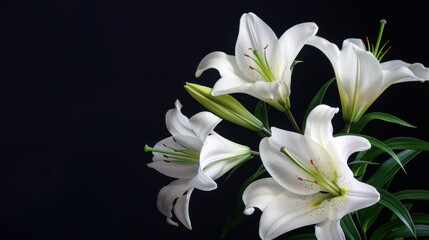 Obraz premium Lilies flower on black background