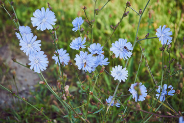 cykoria ,Cichorium endivia L © Marcin Łazarczyk