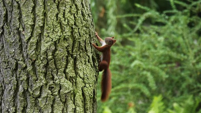 Forest squirrel looks at camera and climbs a tree.