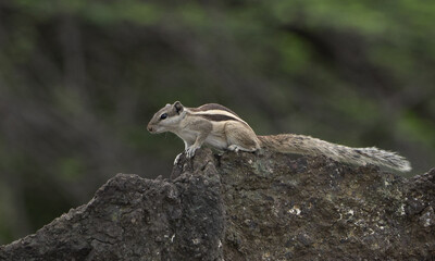 Squirrel on clay rock