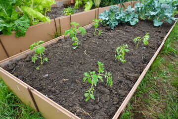 raised bed with newly planted young tomato plant. tomato cultivation in the backyard garden
