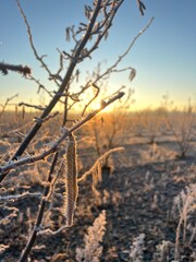 Fototapeta premium winter in the countryside